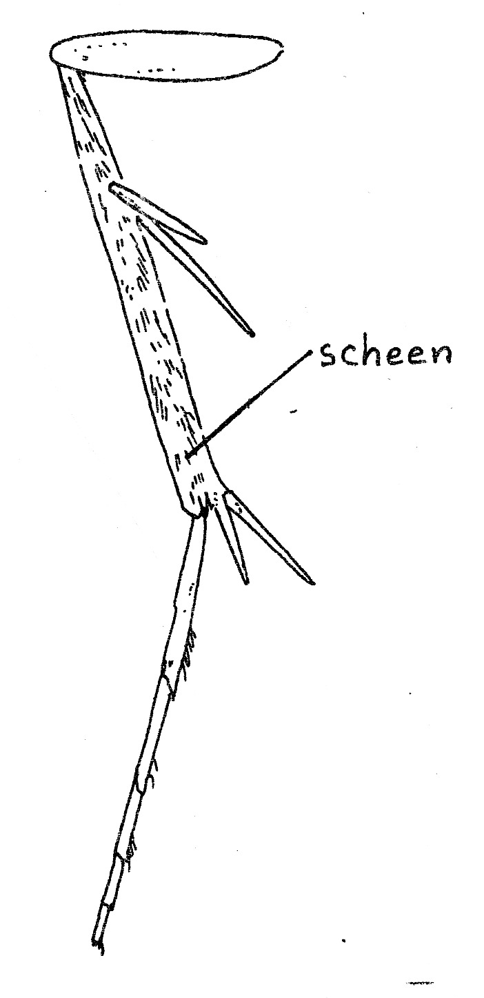 Achterpoot van Parornix anglicella (Gracillariidae).